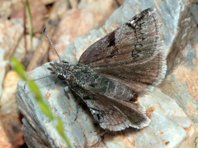 Erynnis (Erynnis) marloyi
