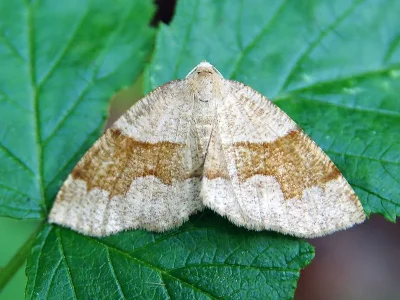 Plagodis pulveraria