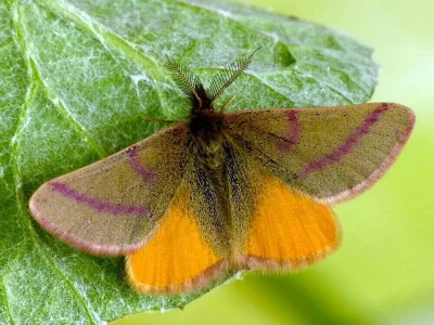 Lythria purpuraria