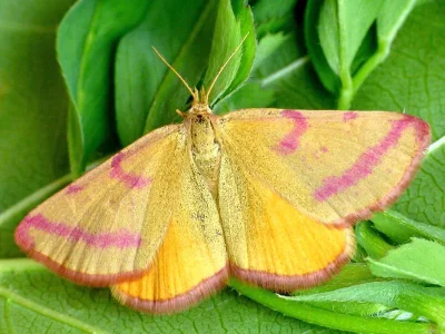 Lythria purpuraria