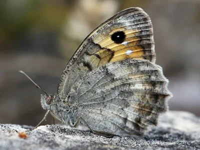 Pseudochazara cingovskii
