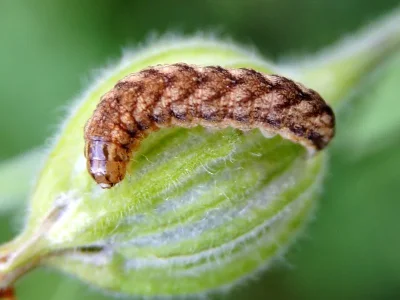 Hadena (Hadena) capsincola