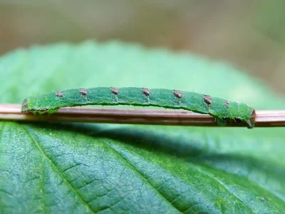 Mesoleuca albicillata