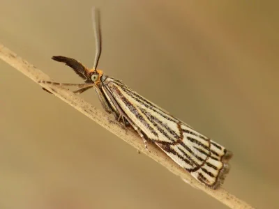 Chrysocramboides craterella