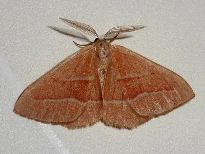 Hylaea fasciaria