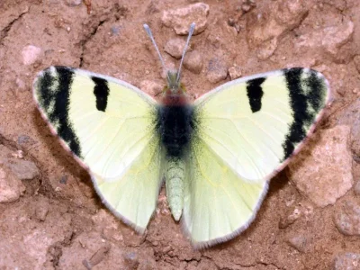 Euchloe (Elphinstonia) penia