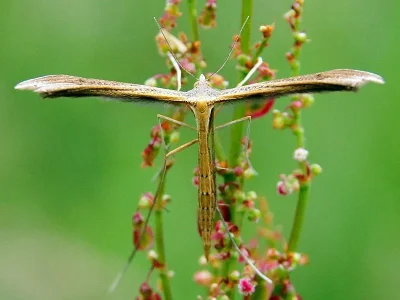 Stenoptilia pterodactyla