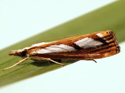 Catoptria permutatellus