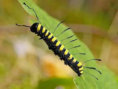 Acronicta (Jocheaera) alni