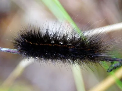 Spilosoma lubricipeda