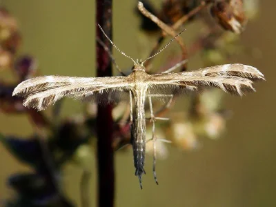 Oxyptilus distans