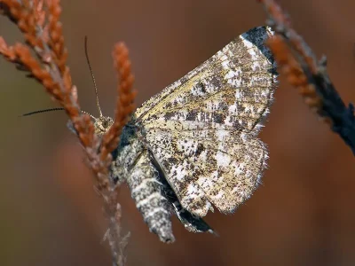 Macaria carbonaria