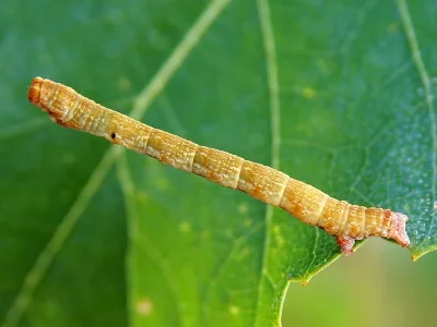 Cyclophora (Cyclophora) albipunctata
