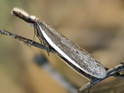 Pleurota (Pleurota) bicostella
