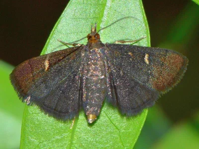 Dolicharthria stigmosalis