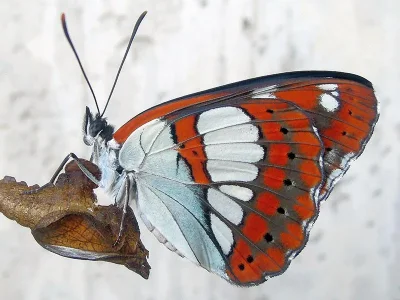 Limenitis reducta