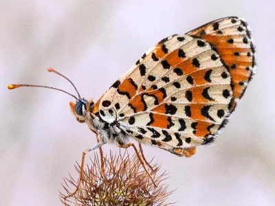 Melitaea didyma