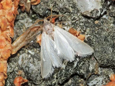 Acentria ephemerella