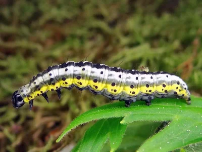 Euchalcia (Euchalcia) variabilis