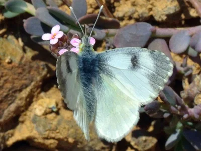 Anthocharis (Anthocharis) gruneri