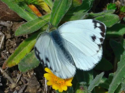 Pieris (Artogeia) krueperi