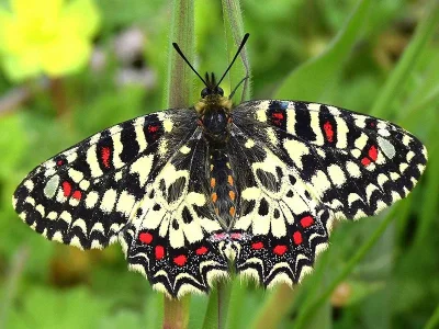 Zerynthia (Zerynthia) rumina