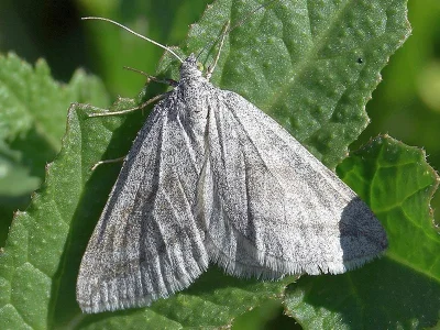 Lithostege griseata
