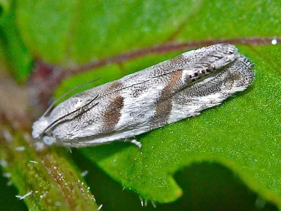 Eucosma pupillana