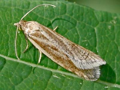 Eana (Eutrachia) osseana