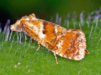 Cochylidia rupicola