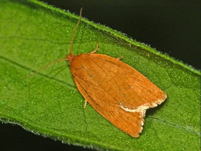 Clepsis consimilana