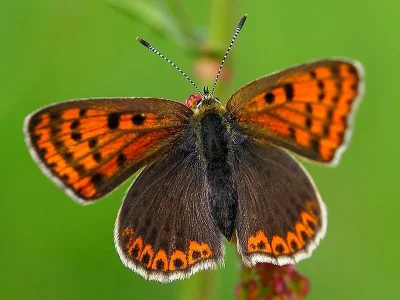 Lycaena (Heodes) tityrus