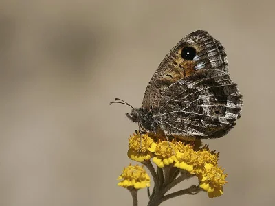 Satyrus iranica