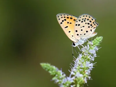 Lycaena (Thersamonia) ochimus