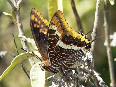 Charaxes (Charaxes) jasius