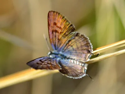 Tarucus balkanica