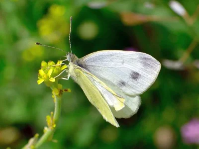 Pieris (Artogeia) ergane