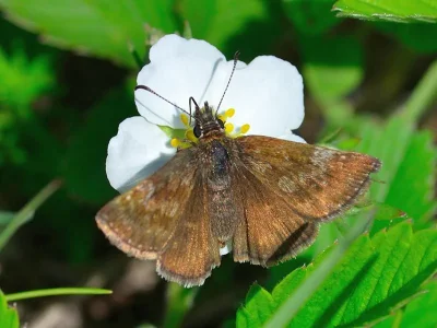 Erynnis tages