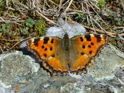 Nymphalis (Nymphalis) polychloros