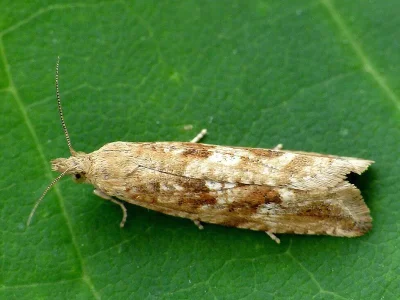 Bactra (Bactra) furfurana