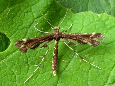 Buszkoiana capnodactylus