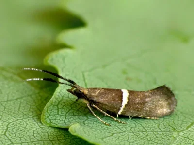 Eidophasia messingiella