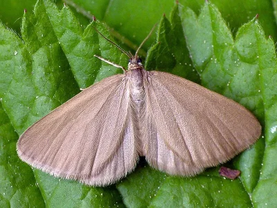 Minoa murinata