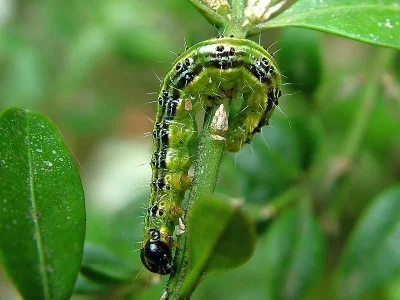Cydalima perspectalis