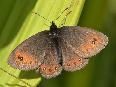 Erebia oeme