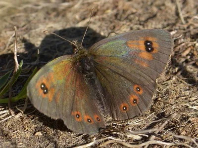 Erebia ottomana