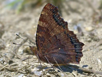 Nymphalis (Nymphalis) polychloros