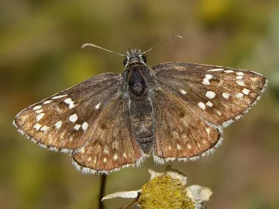 Pyrgus sidae