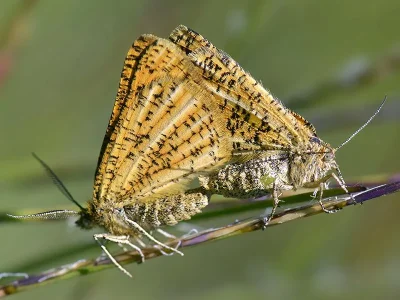 Isturgia roraria