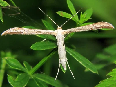 Hellinsia lienigianus